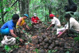 Extração de castanhas do Pará - www.castannuts.com.br